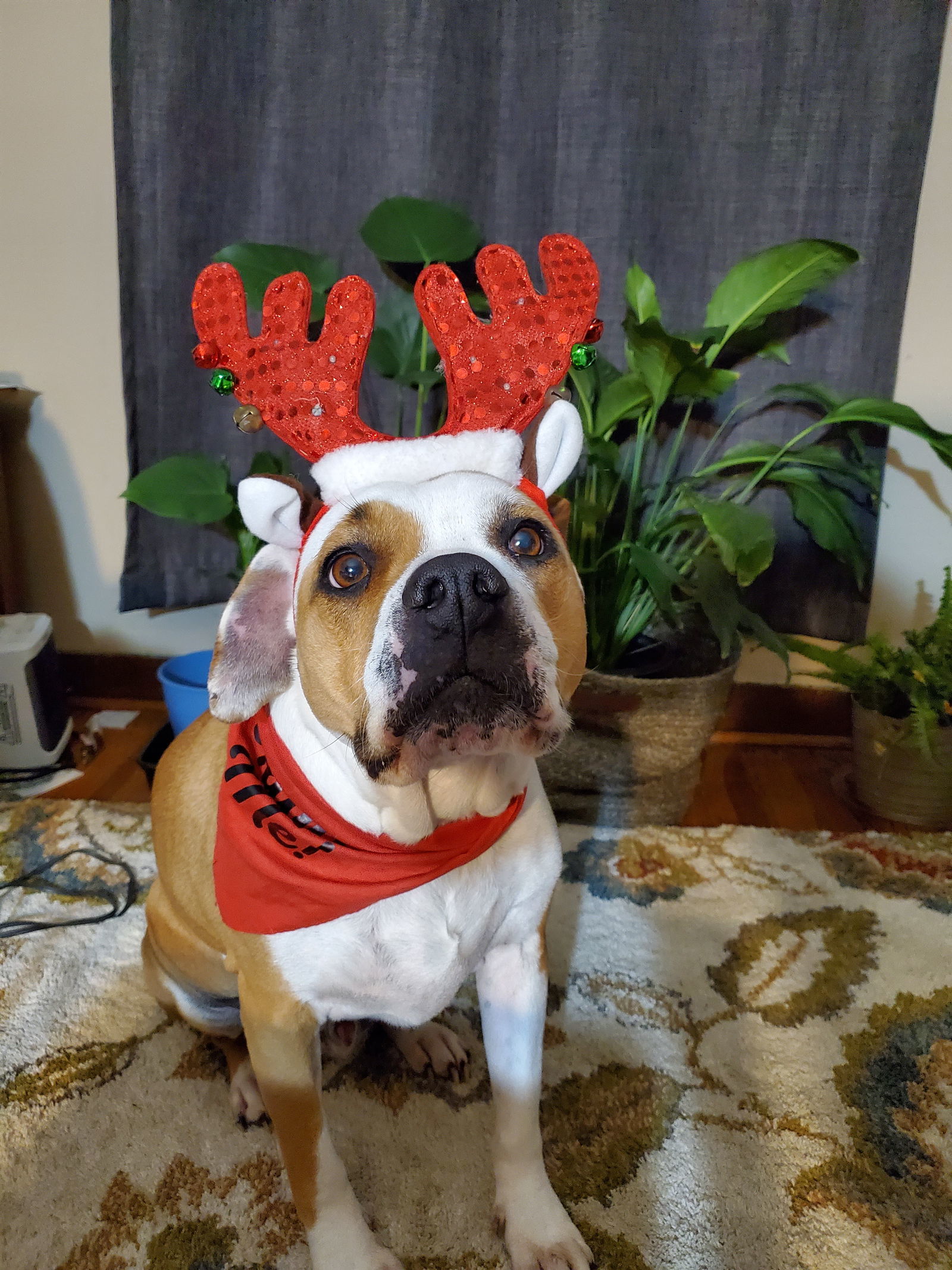 Nash Bridges, an adoptable Boxer, Beagle in St. Louis, MO, 63125 | Photo Image 3