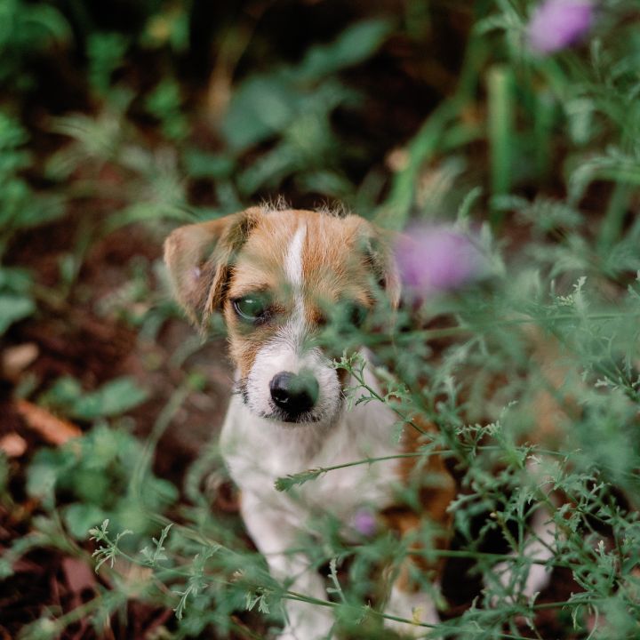 Tappy, an adoptable Terrier Mix in Santa Cruz, CA_image-3