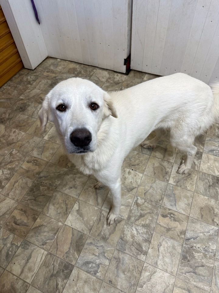 Anjelica, an adoptable Great Pyrenees Mix in Pilot Point, TX_image-1