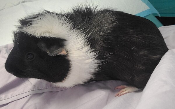 Penelope, an adoptable Guinea Pig Mix in El Cajon, CA_image-4