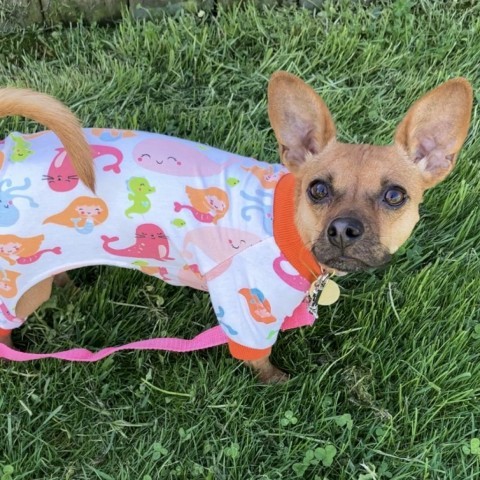 Trish, an adoptable Chihuahua & Dachshund Mix in Quakertown, PA_image-1