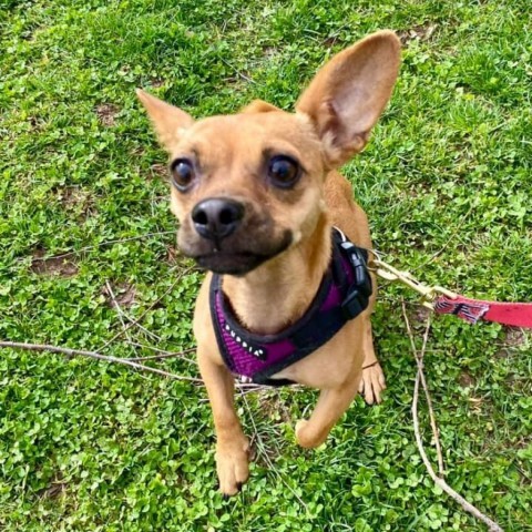 Trish, an adoptable Chihuahua & Dachshund Mix in Quakertown, PA_image-2