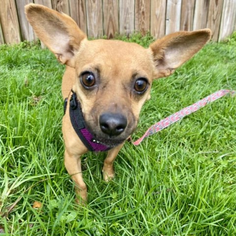 Trish, an adoptable Chihuahua & Dachshund Mix in Quakertown, PA_image-3
