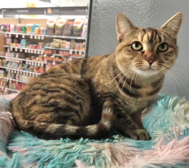 Clover, an adoptable American Shorthair & Tabby Mix in Vallejo, CA_image-1