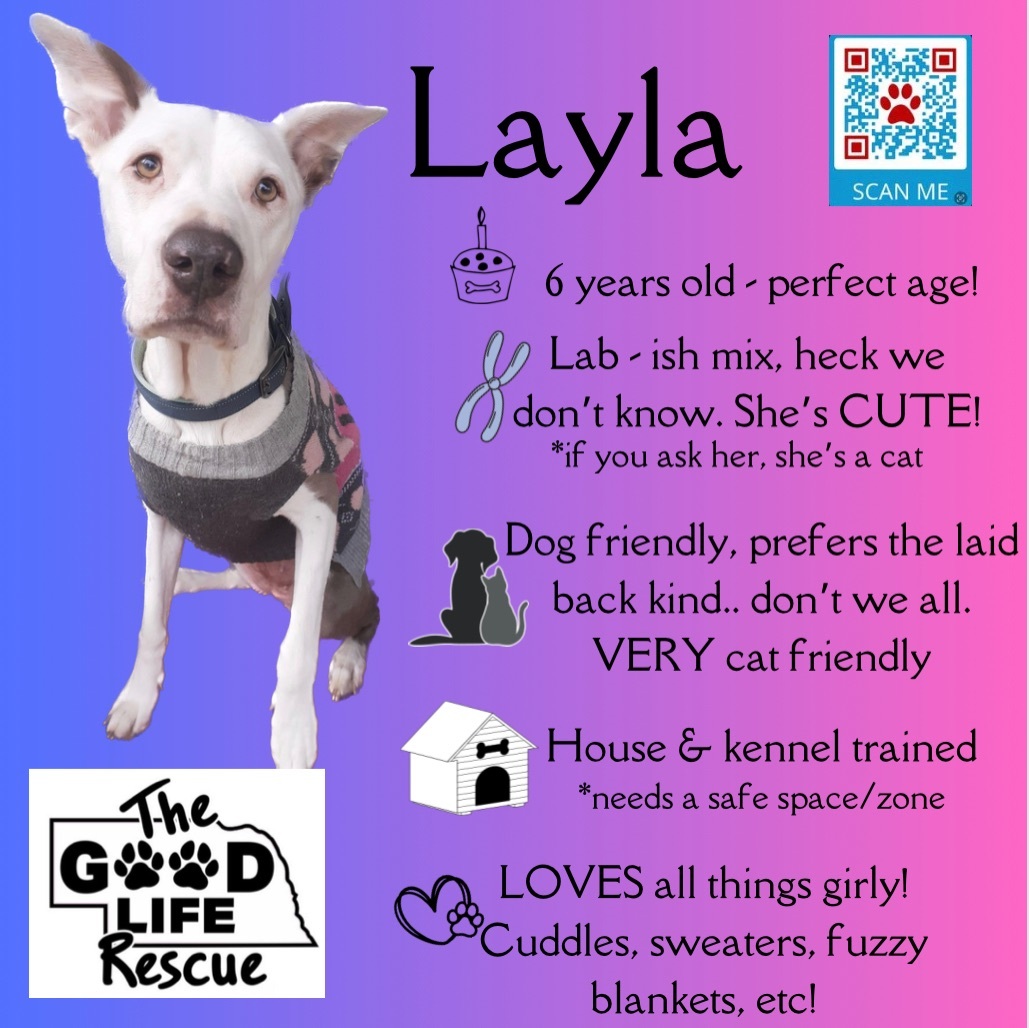 Layla, an adoptable Mixed Breed in Grand Island, NE, 68801 | Photo Image 1