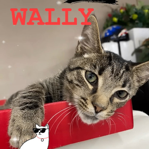 Wally 2