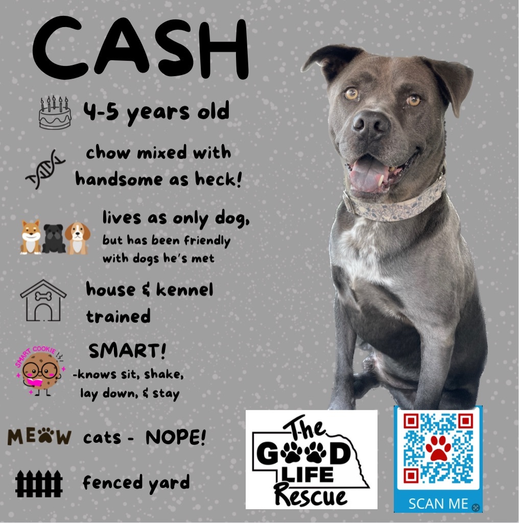 Cash, an adoptable Chow Chow in Grand Island, NE, 68801 | Photo Image 4