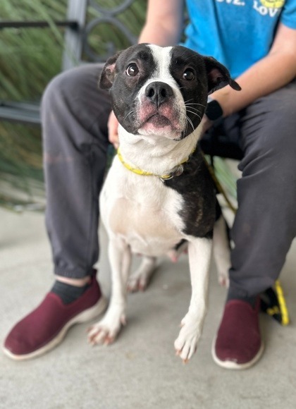 Eve, an adoptable English Bulldog, Boxer in St. Francisville, LA, 70775 | Photo Image 2