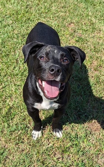 Yogi, an adoptable Labrador Retriever, Mixed Breed in St. Francisville, LA, 70775 | Photo Image 1