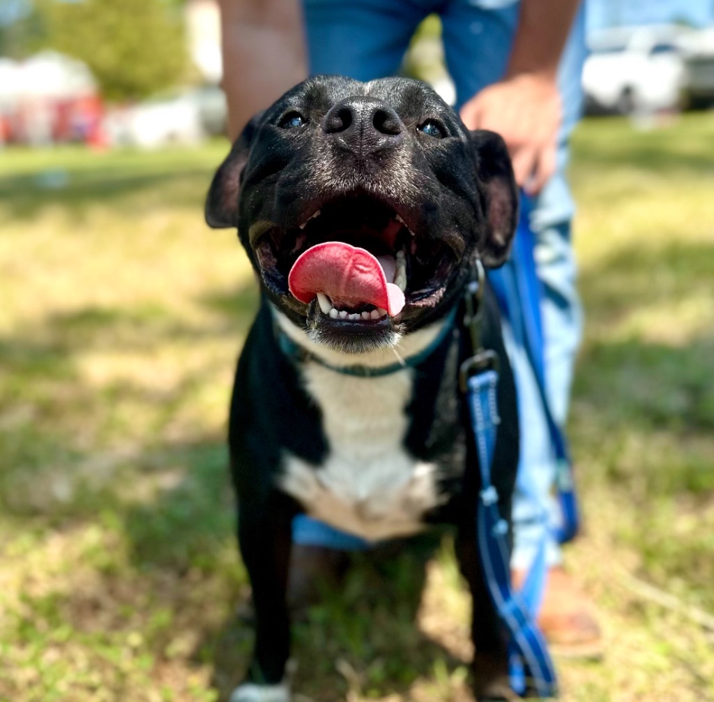 Yogi, an adoptable Labrador Retriever, Mixed Breed in St. Francisville, LA, 70775 | Photo Image 2