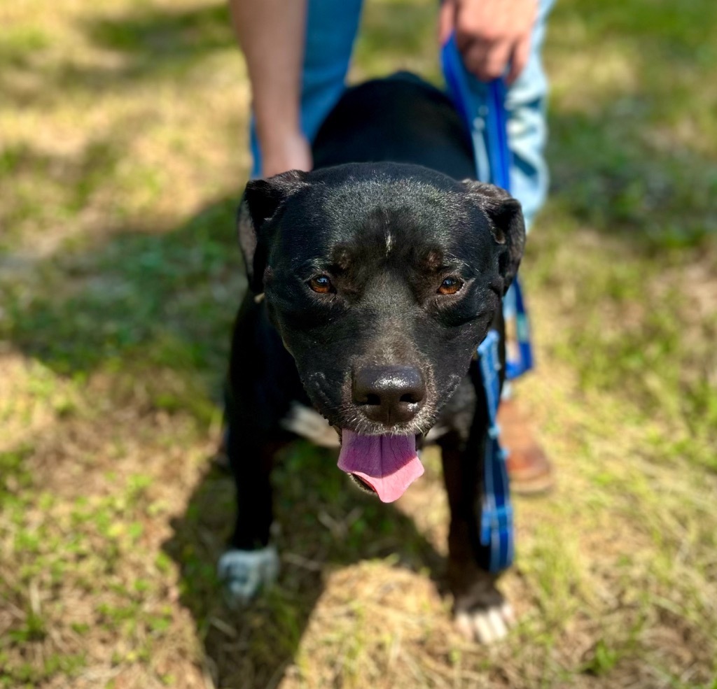 Yogi, an adoptable Labrador Retriever, Mixed Breed in St. Francisville, LA, 70775 | Photo Image 3