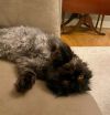 Dickens (bonded with Delia)