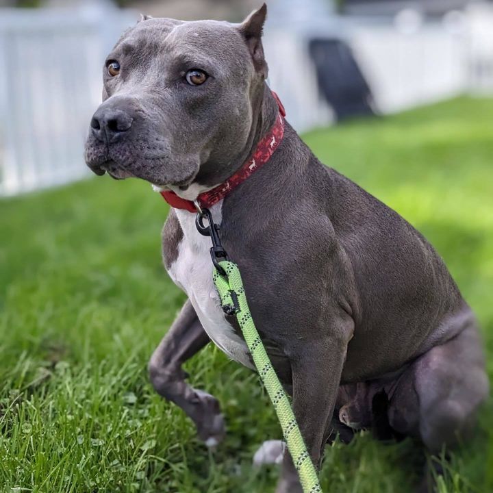 Nipsey, an adoptable American Staffordshire Terrier Mix in Detroit, MI_image-1