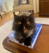 Delia (bonded with Dickens)