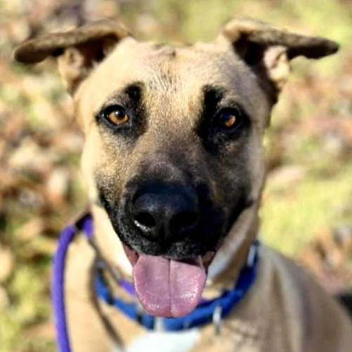 Bob, an adoptable Shepherd in Shawnee, KS, 66214 | Photo Image 1