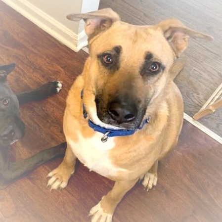 Bob, an adoptable Shepherd in Shawnee, KS, 66214 | Photo Image 1