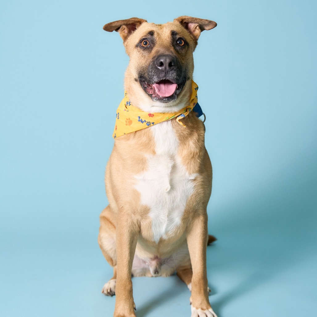 Bob, an adoptable Shepherd in Shawnee, KS, 66214 | Photo Image 1