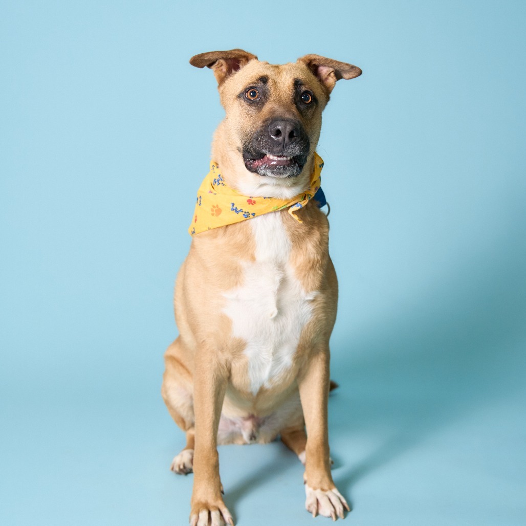 Bob, an adoptable Shepherd in Shawnee, KS, 66214 | Photo Image 2