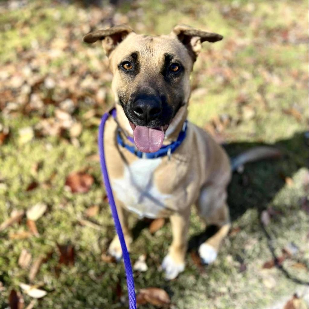 Bob, an adoptable Shepherd in Shawnee, KS, 66214 | Photo Image 2