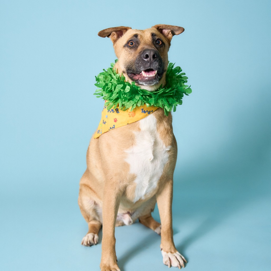 Bob, an adoptable Shepherd in Shawnee, KS, 66214 | Photo Image 3