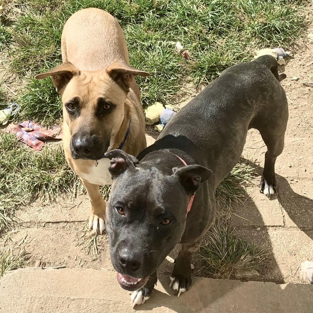 Bob, an adoptable Shepherd in Shawnee, KS, 66214 | Photo Image 3