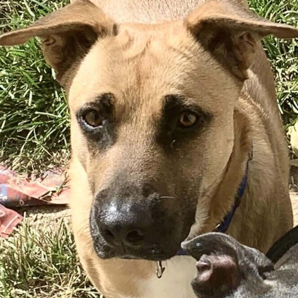 Bob, an adoptable Shepherd in Shawnee, KS, 66214 | Photo Image 4