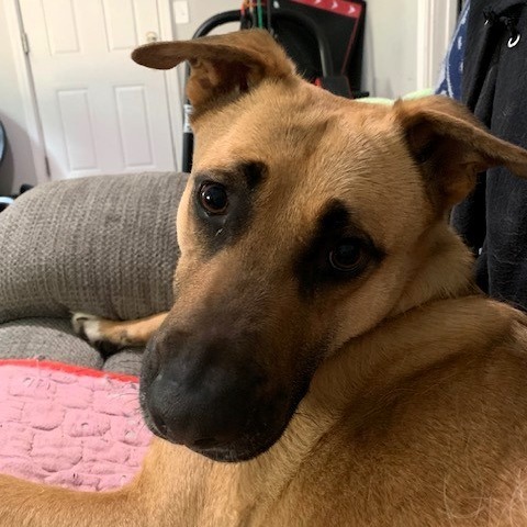 Bob, an adoptable Shepherd in Shawnee, KS, 66214 | Photo Image 4