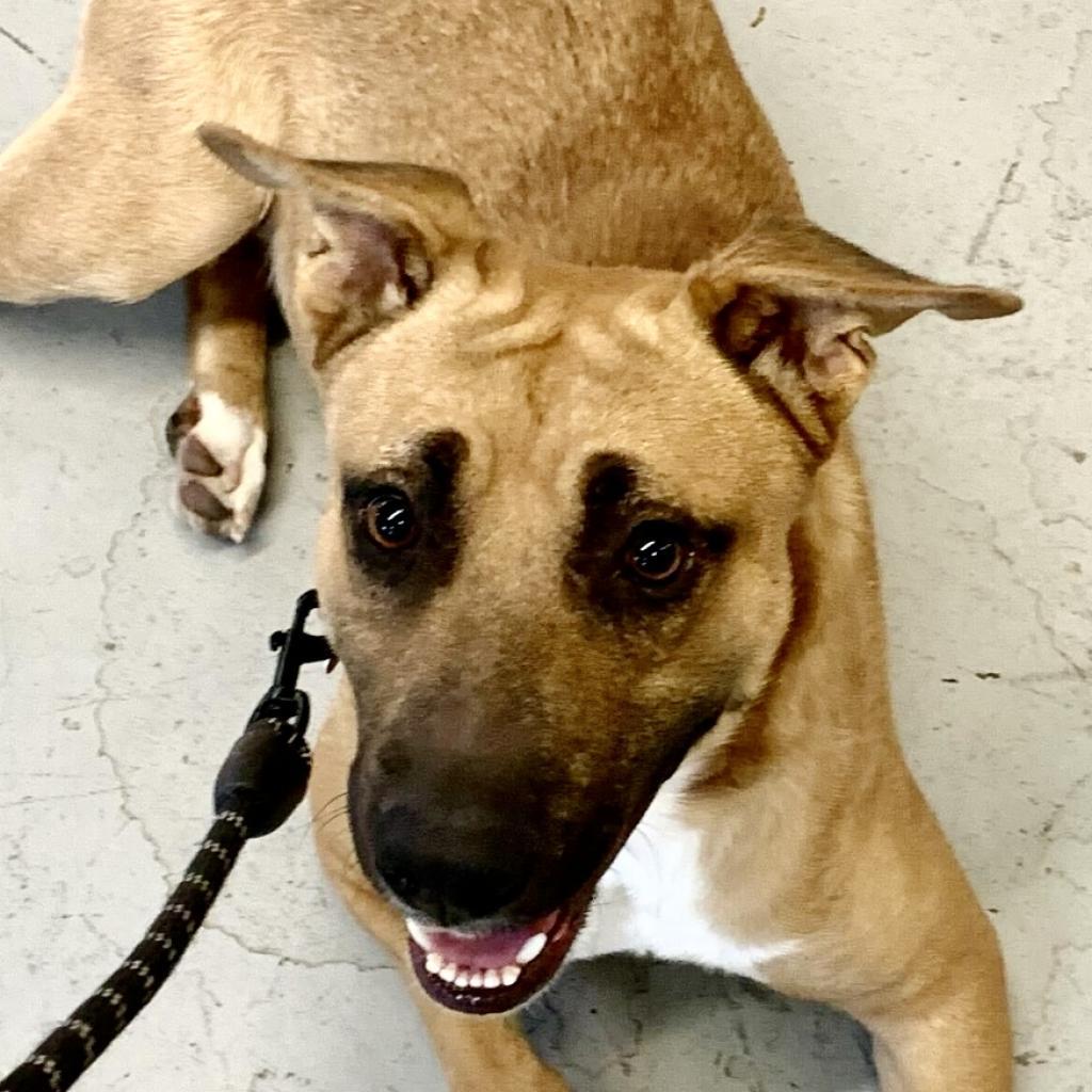 Bob, an adoptable Shepherd in Shawnee, KS, 66214 | Photo Image 4