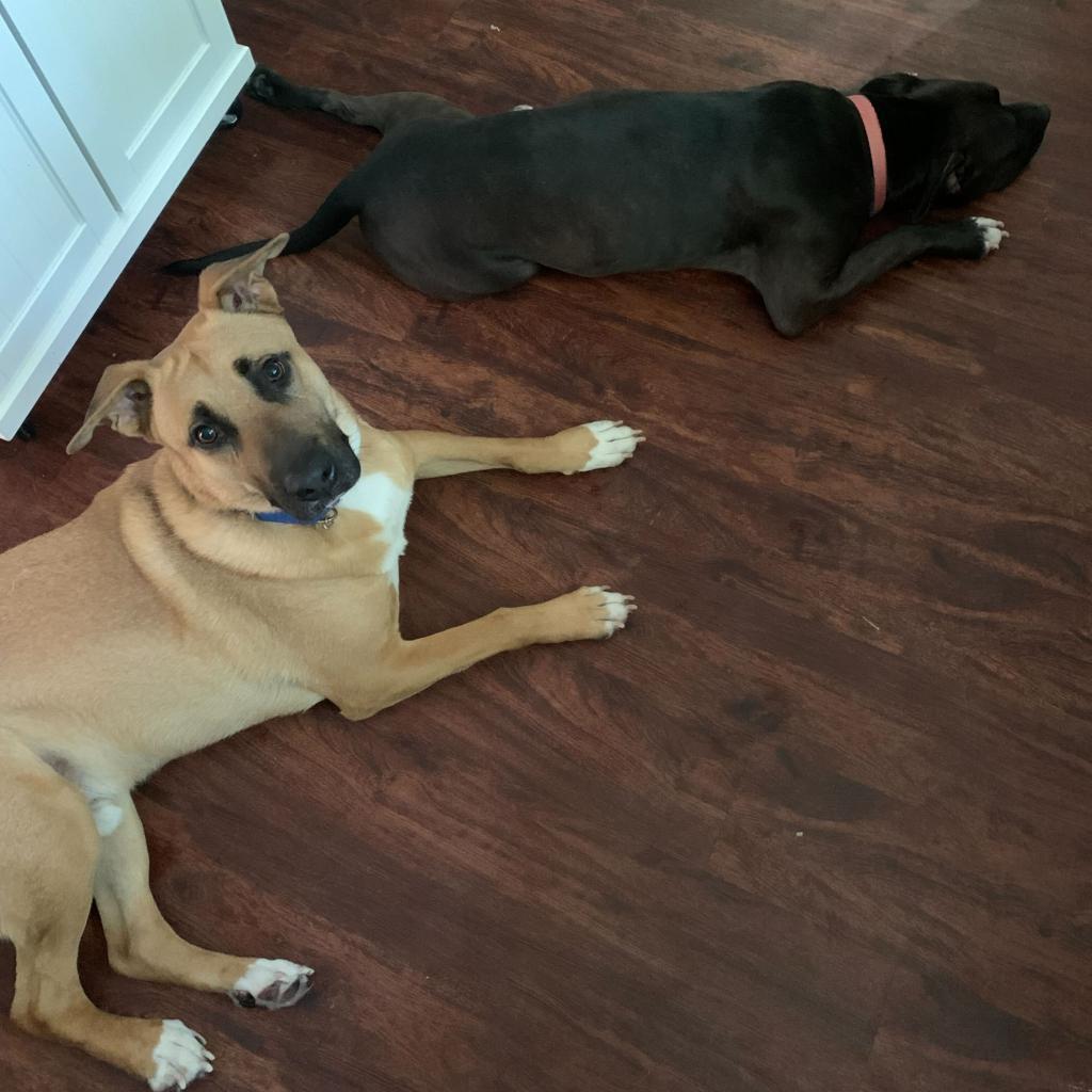 Bob, an adoptable Shepherd in Shawnee, KS, 66214 | Photo Image 5