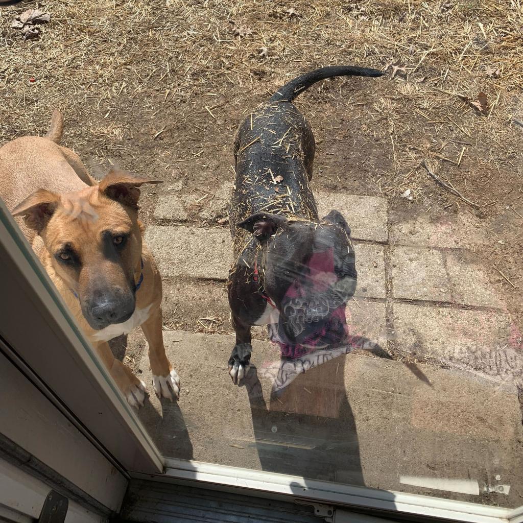 Bob, an adoptable Shepherd in Shawnee, KS, 66214 | Photo Image 6