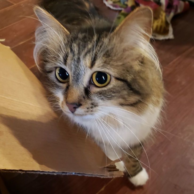 Cat for adoption Delilah , a Domestic Medium Hair in Greenwood, IN