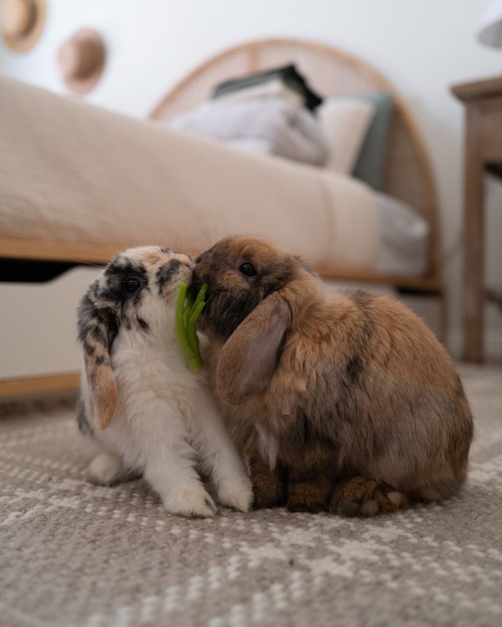 Teddy bear clearance rabbit