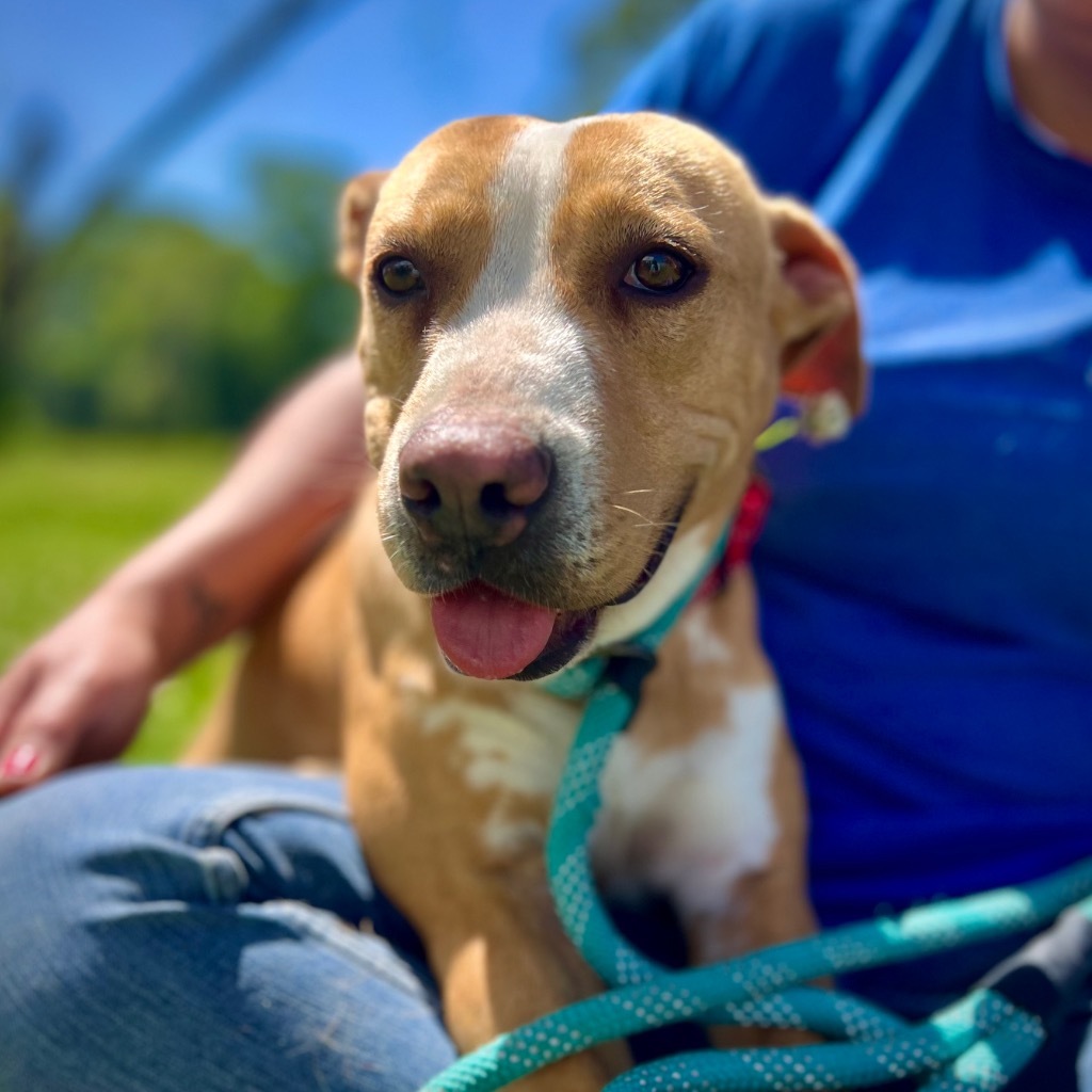 Tuff, an adoptable Terrier, Mixed Breed in St. Francisville, LA, 70775 | Photo Image 1