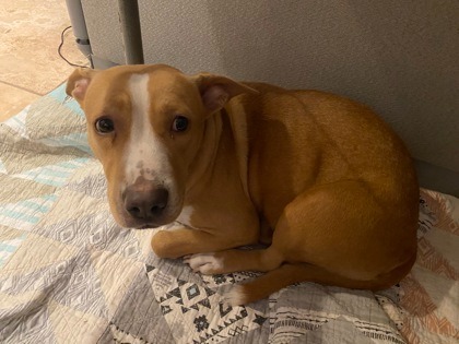 Tuff, an adoptable Terrier, Mixed Breed in St. Francisville, LA, 70775 | Photo Image 2