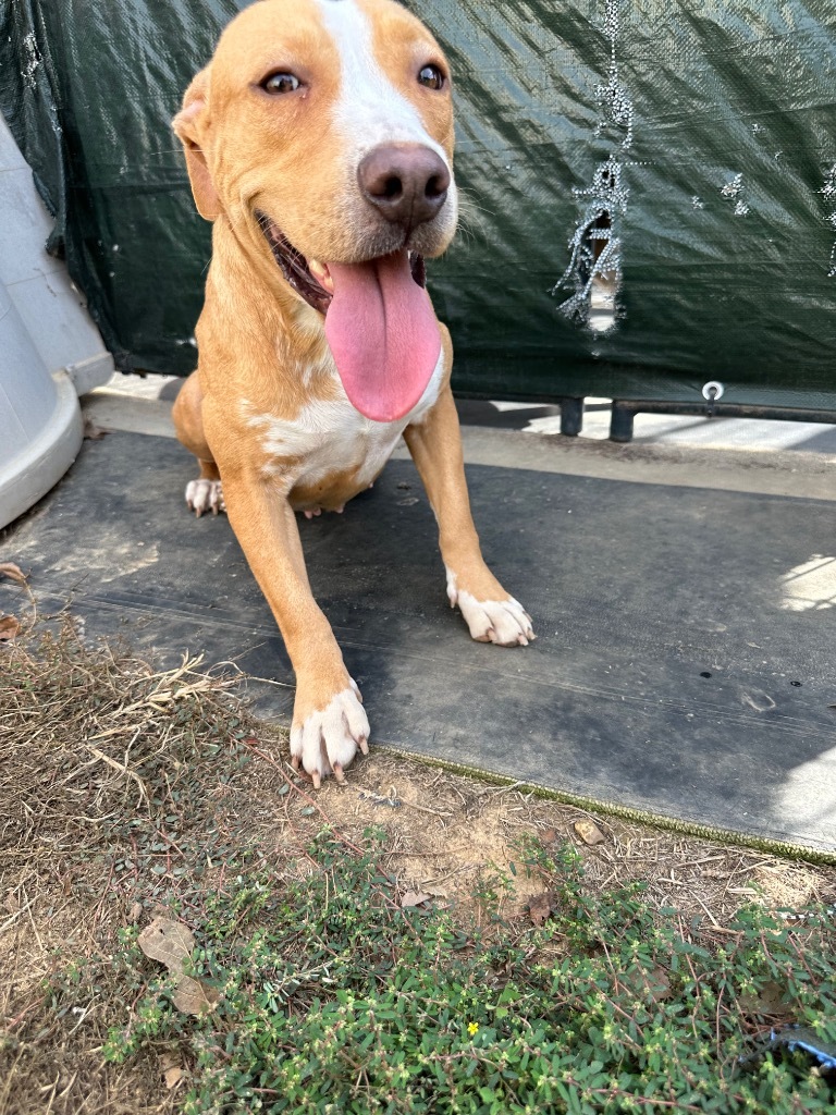 Tuff, an adoptable Terrier, Mixed Breed in St. Francisville, LA, 70775 | Photo Image 3
