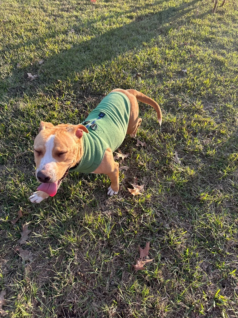 Tuff, an adoptable Terrier, Mixed Breed in St. Francisville, LA, 70775 | Photo Image 4
