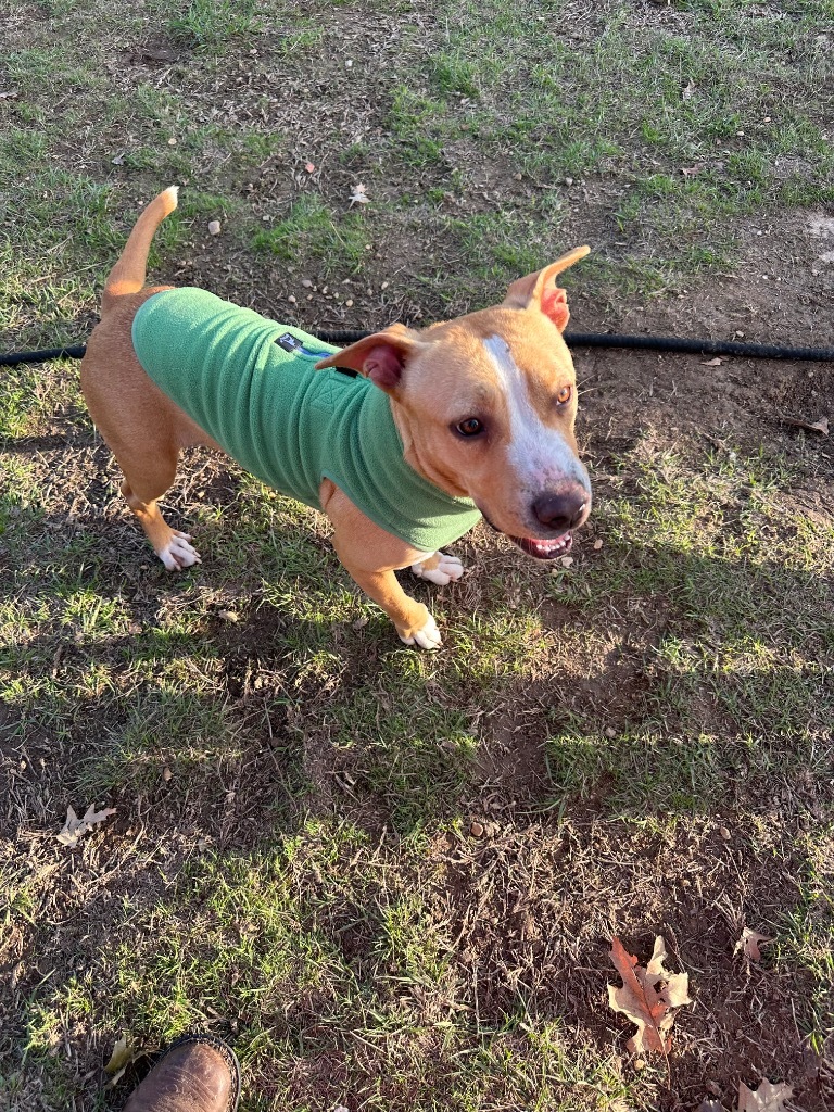 Tuff, an adoptable Terrier, Mixed Breed in St. Francisville, LA, 70775 | Photo Image 5
