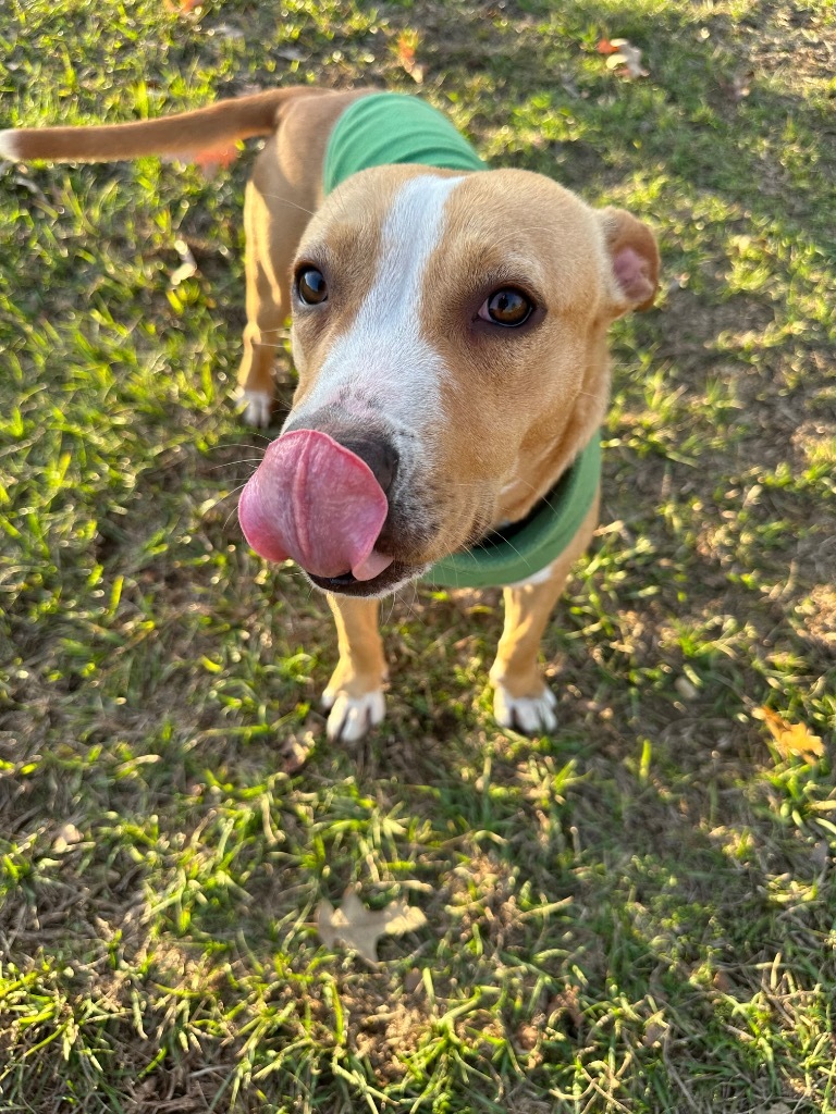 Tuff, an adoptable Terrier, Mixed Breed in St. Francisville, LA, 70775 | Photo Image 6