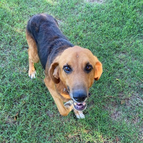 Herschel, an adoptable Coonhound, Mixed Breed in Mount Pleasant, TX, 75456 | Photo Image 1