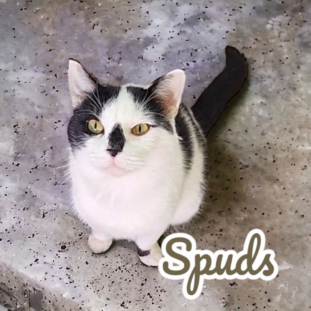 Spuds