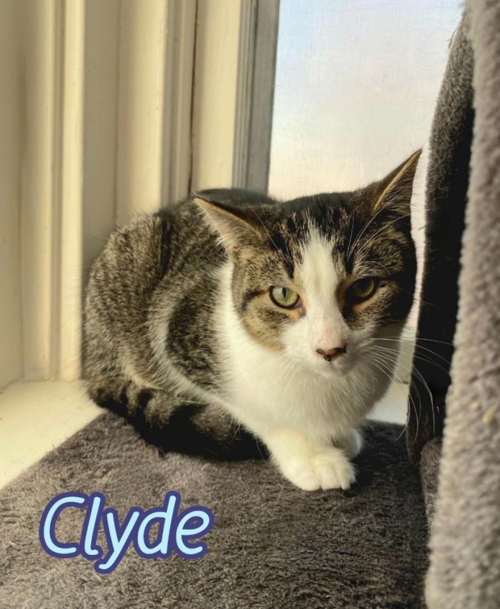 Clyde 2