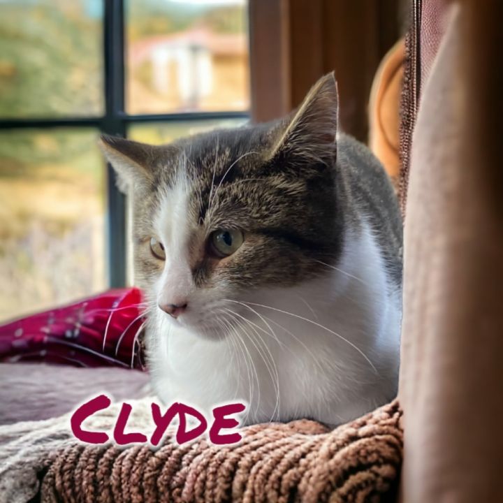 Clyde 4