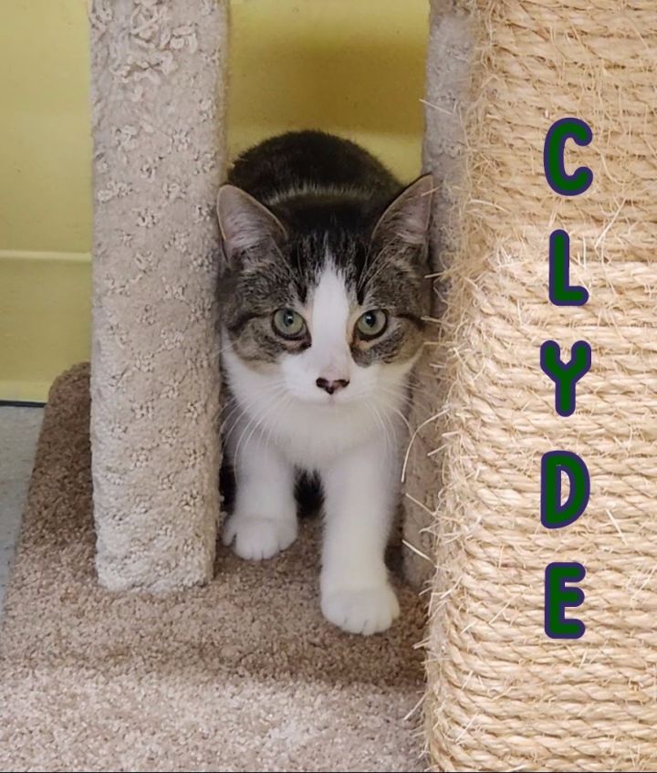 Clyde 5