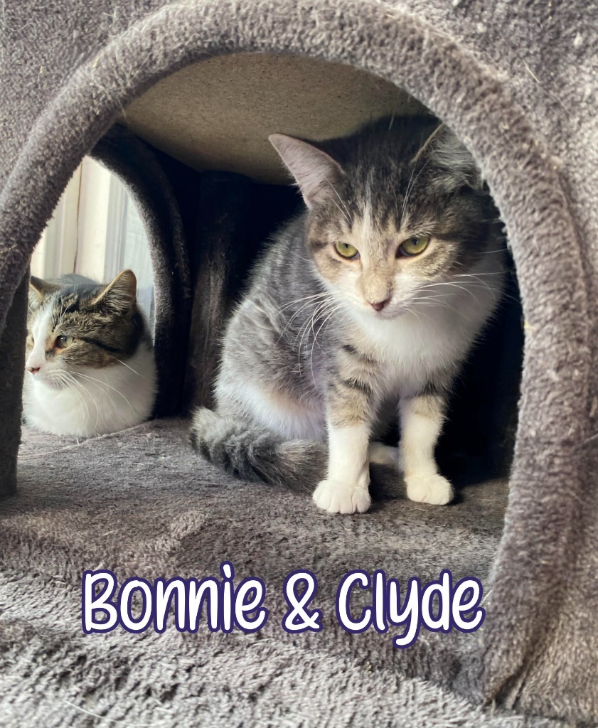 Bonnie