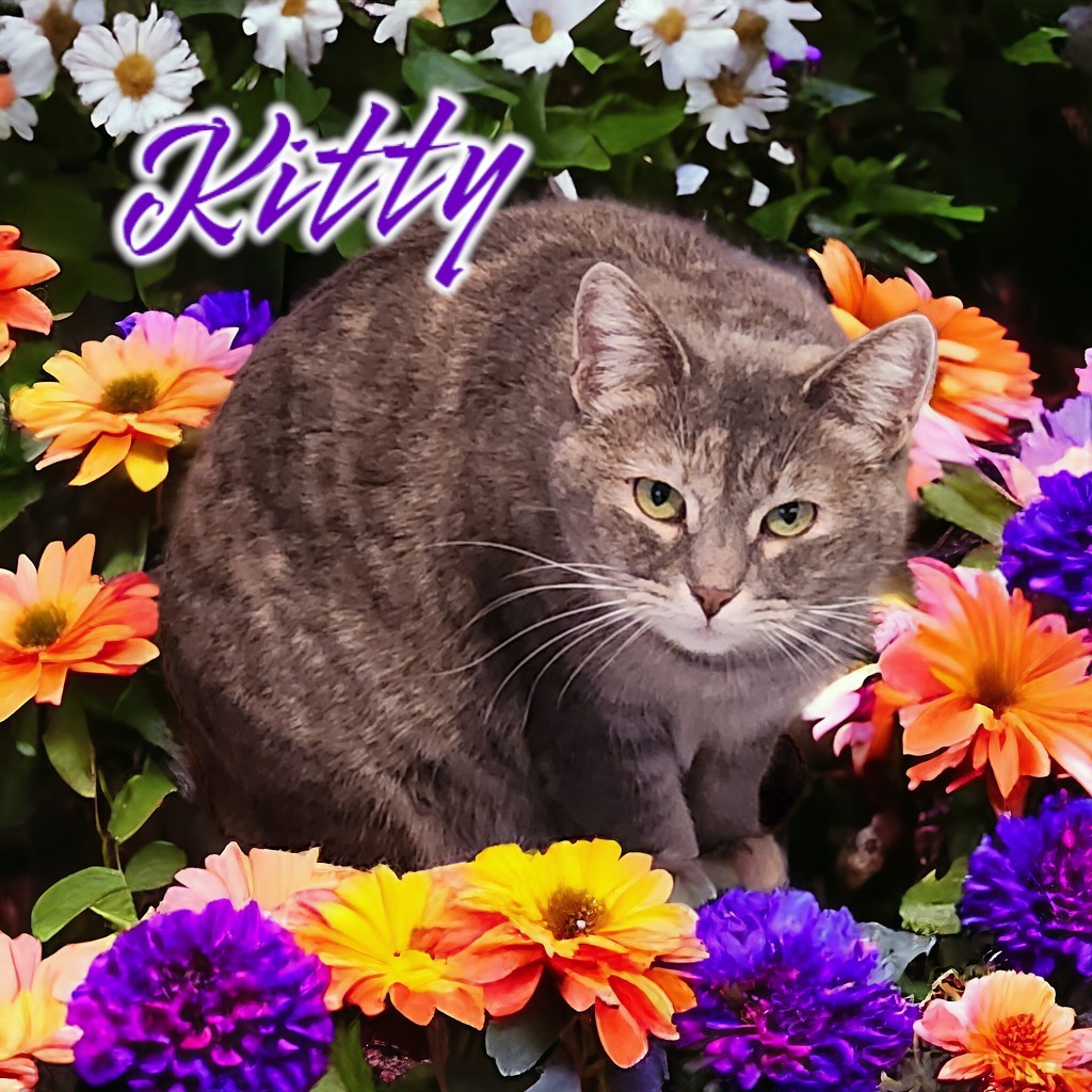 Kitty (Foreman)