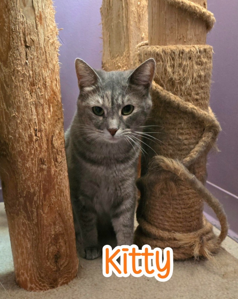 Kitty (Foreman)