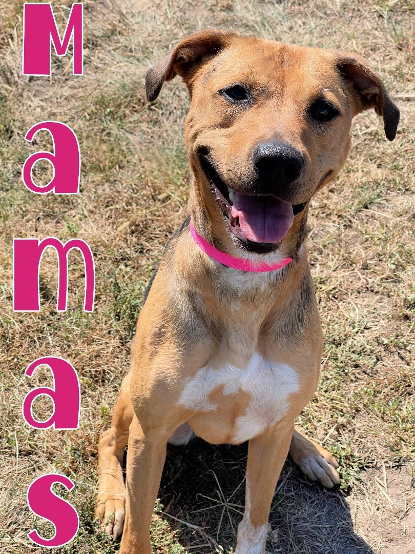 Amara, an adoptable Hound in Grand Island, NE, 68801 | Photo Image 1