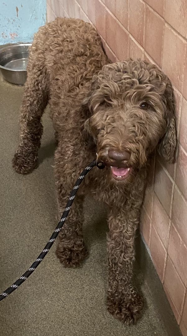 Petfinder 2024 standard poodle