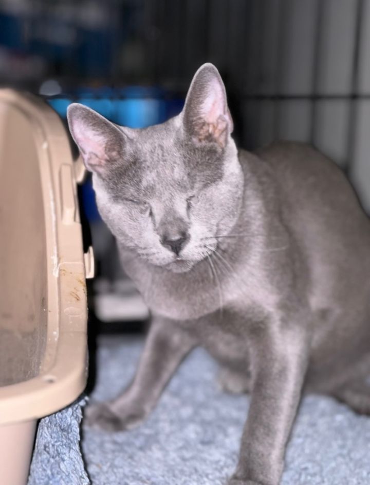 Cat for adoption Suede PERFECTLY IMPERFECT, a Russian Blue & Domestic