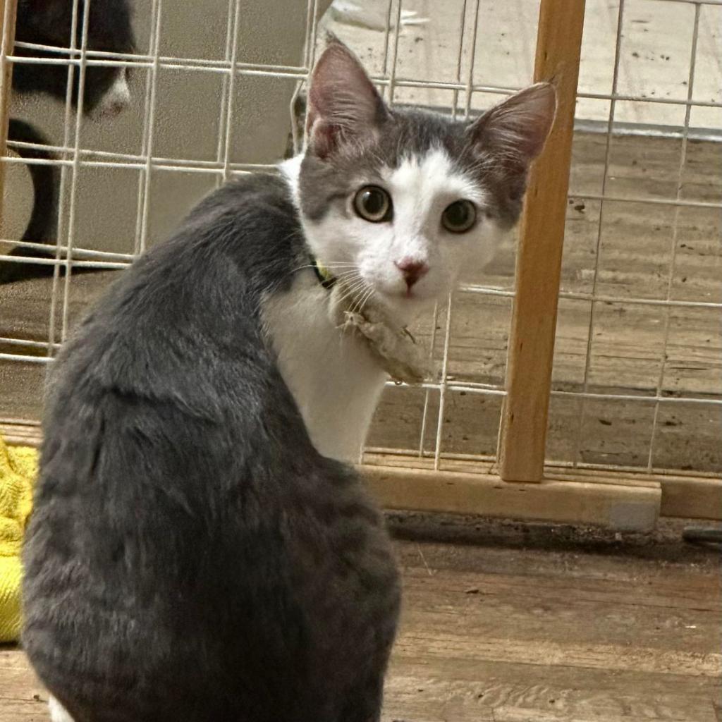 Freyer Medina, an adoptable Domestic Short Hair in Eagle Mountain, UT, 84005 | Photo Image 1